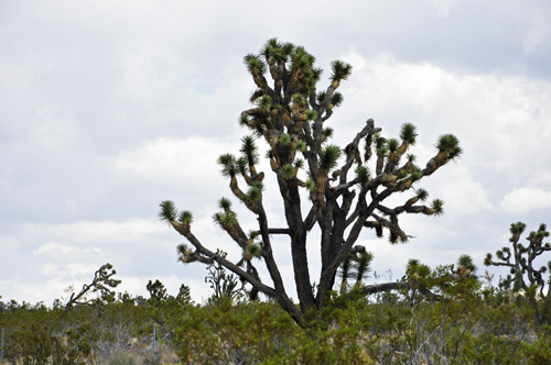 joshua tree